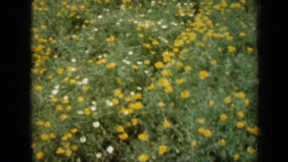 1961 Missouri home-movie frame showing yellow flowers scattered through tall green grass with small white blossoms.