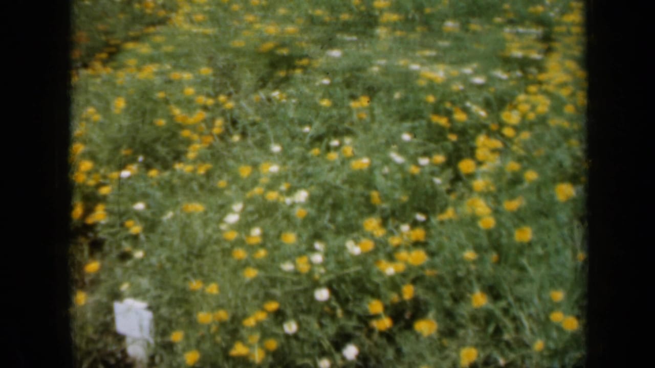 1961 Missouri 8mm frame of sunlit yellow and white flowers in grass, with soft color and dark frame borders from the film scan.