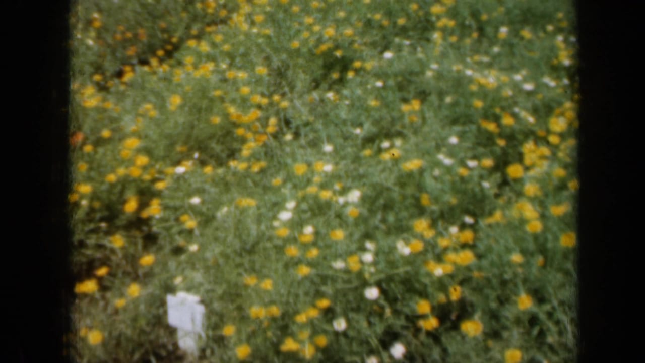 Yellow and white flowers scattered through green grass in bright sunlight.