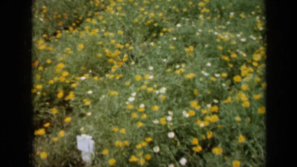 1961 Missouri 8mm frame showing yellow and white flowers across a grassy field with soft focus and dark film edges.