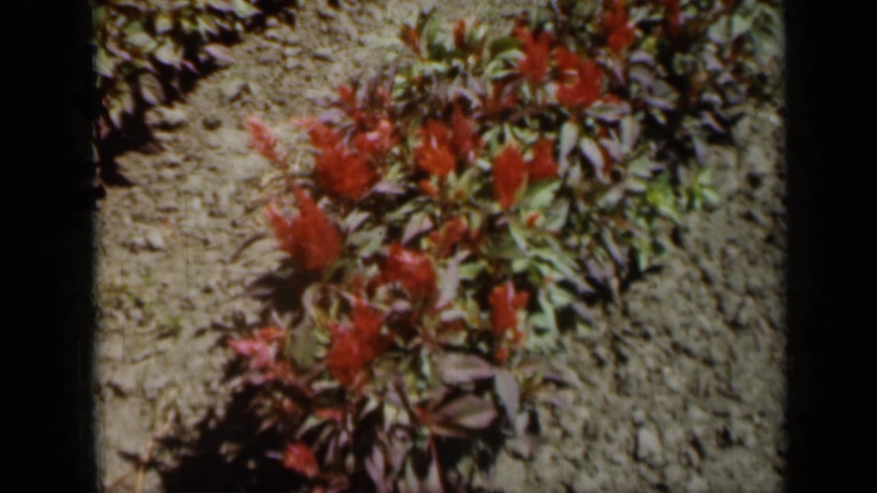Red flowers and green leaves growing from dry soil in sunlight.