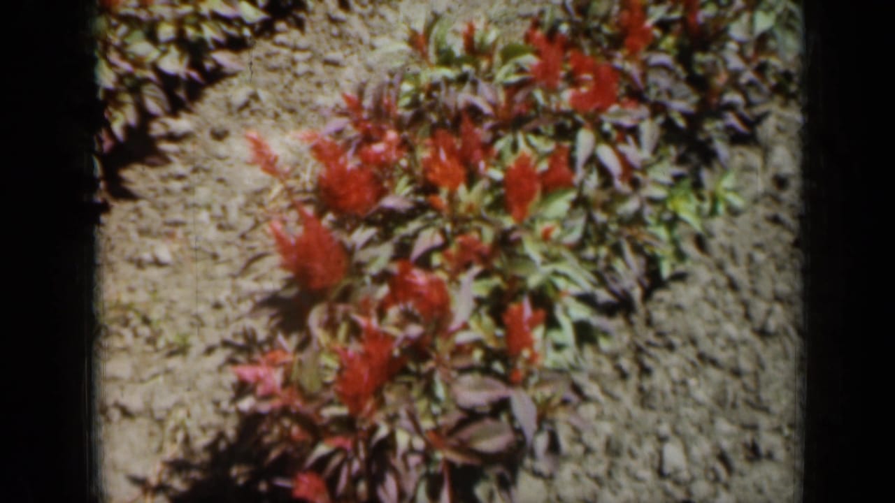 Close 1961 Missouri home-movie view of red flowering plants, green leaves, and dry garden soil with handheld softness.