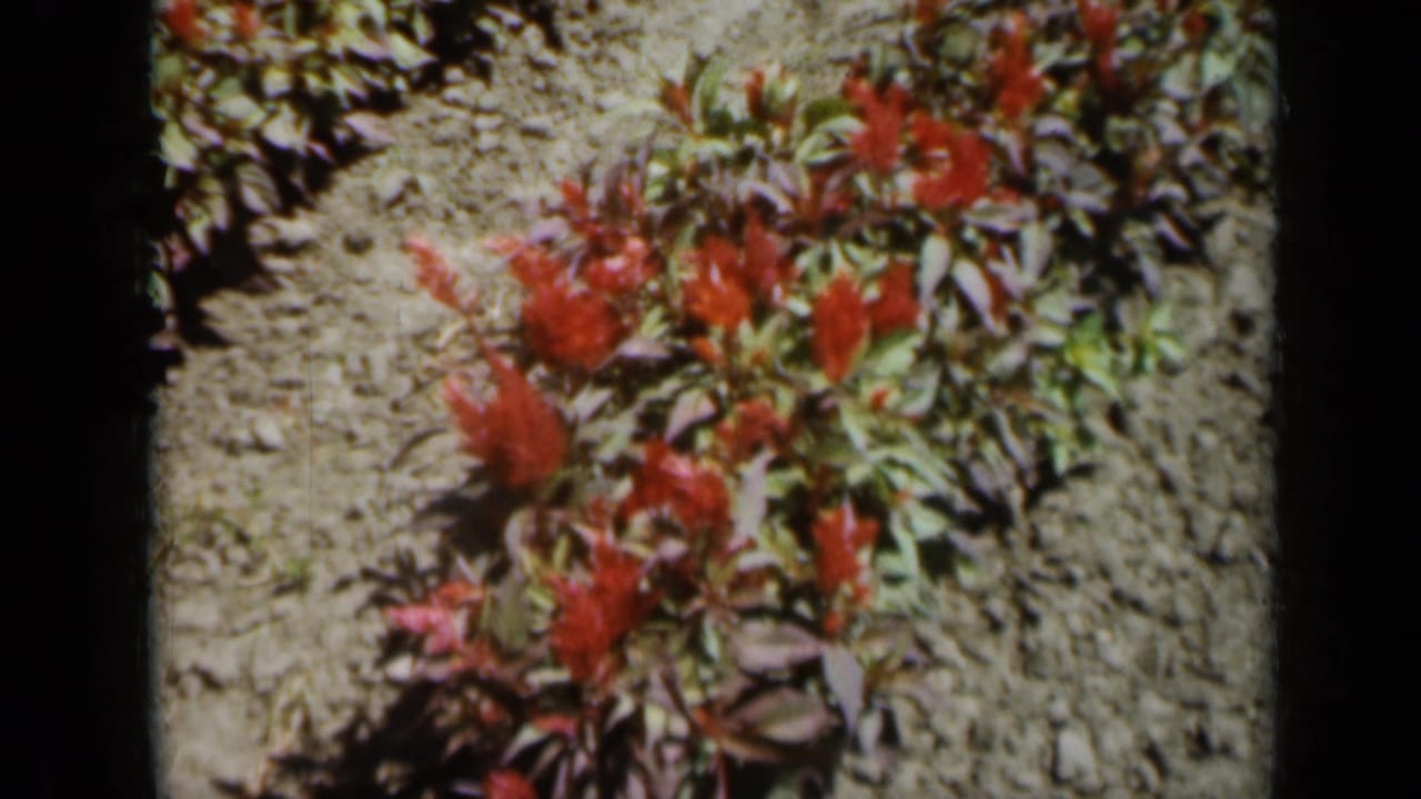 1961 Missouri 8mm frame showing red garden blooms from above, with dry soil, green leaves, and warm film color.