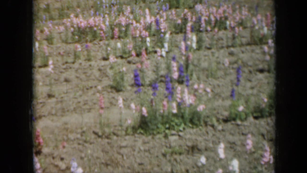 Rows of purple, pink, and white flowers growing in a garden bed with visible film-frame borders.