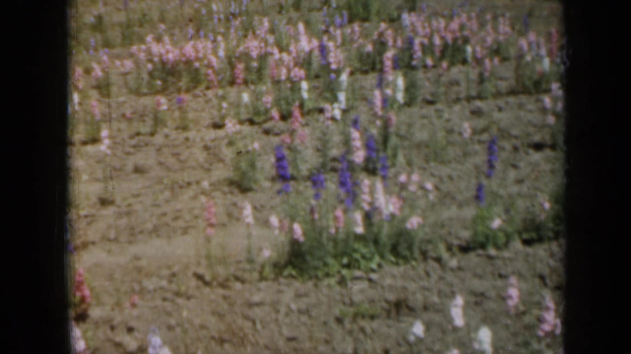 Soft-focus garden rows with purple and pink flowers beside bare soil and black frame edges.