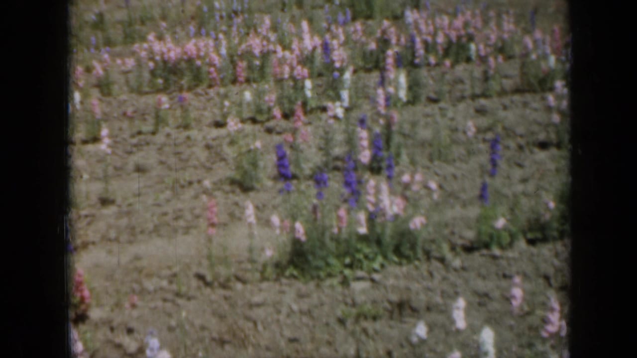 1961 Missouri 8mm frame showing repeated rows of pink, purple, and white garden flowers in muted color.