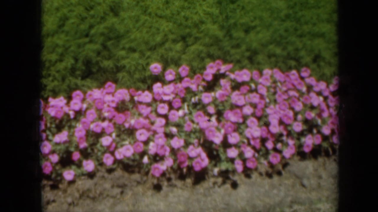 1961 Missouri 8mm home-movie frame showing a dense pink flower border set against a lush green hedge.
