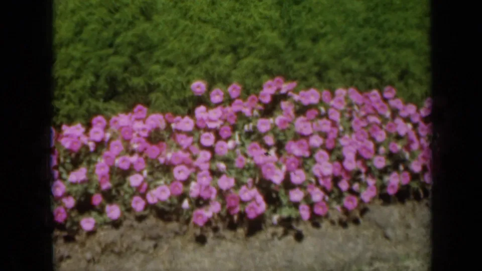 1961 Missouri 8mm home-movie frame showing a dense pink flower border set against a lush green hedge.