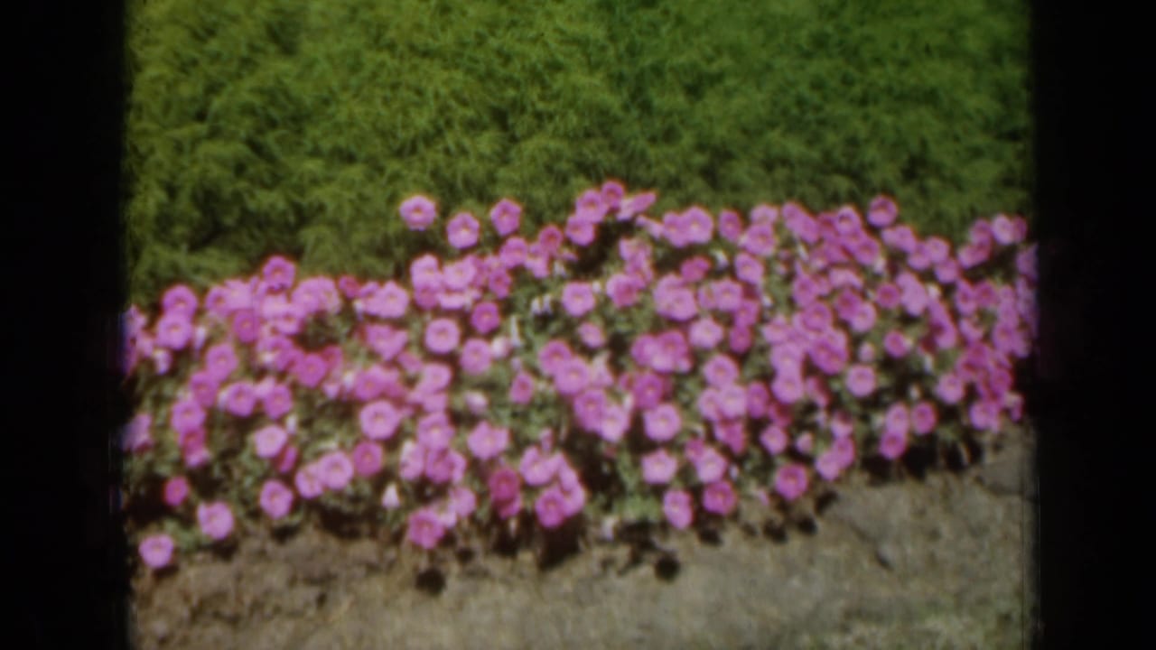 1961 Missouri 8mm frame showing pink garden flowers below a dense green hedge, with soft focus and dark contact-sheet edges.