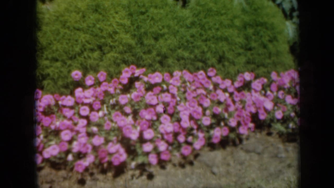 1961 Missouri garden frame with a pink flower bed, green hedge, exposed soil, and a dark vertical film or contact-sheet divider.