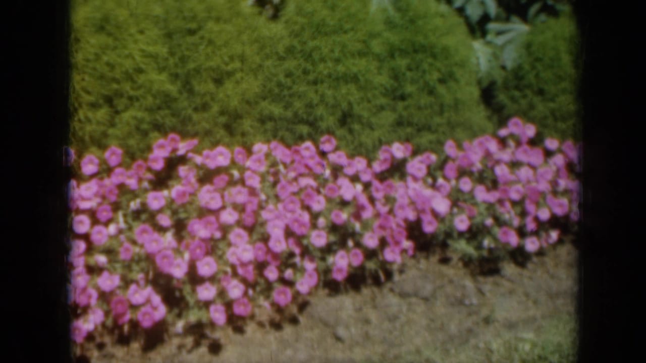1961 Missouri 8mm frame showing pink flowers along a hedge with exposed soil and grass near the bottom of the frame.