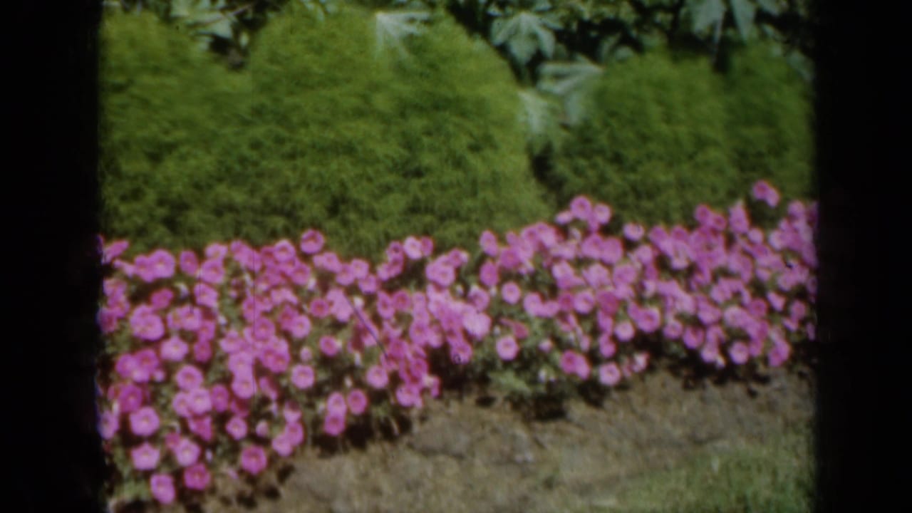 Final 1961 Missouri 8mm frame of pink flowers beneath a green hedge, with grass at the bottom and leafy plants near the top edge.