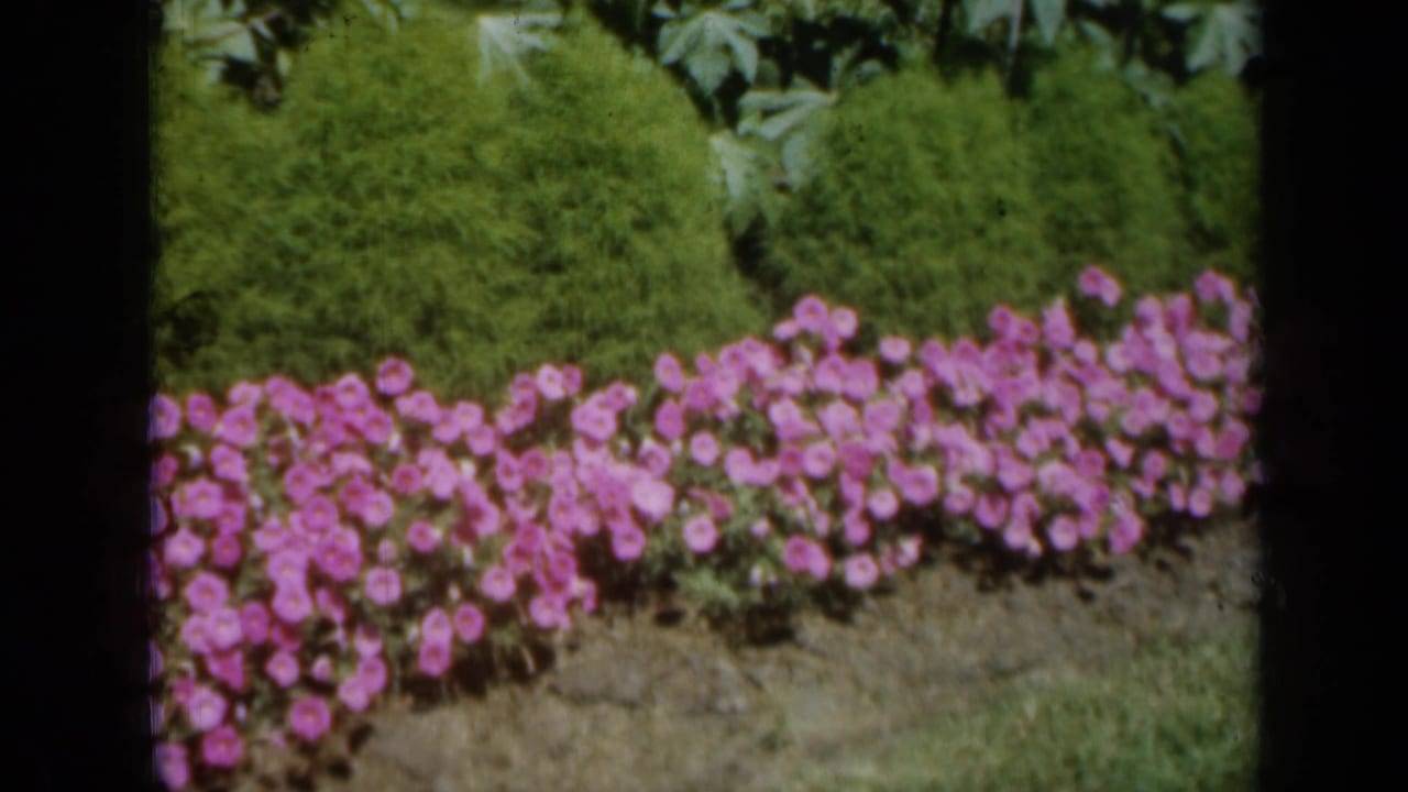 1961 Missouri 8mm frame showing a border of pink flowers, green shrubs, and dark film edges.