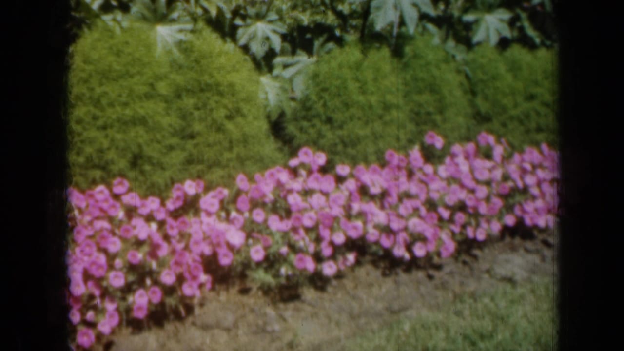 1961 Missouri home-movie frame with pink flowers, trimmed greenery, and soft 8mm color.
