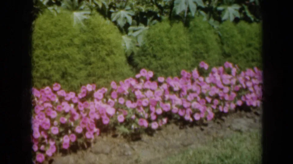 1961 Missouri home-movie frame with pink flowers, trimmed greenery, and soft 8mm color.