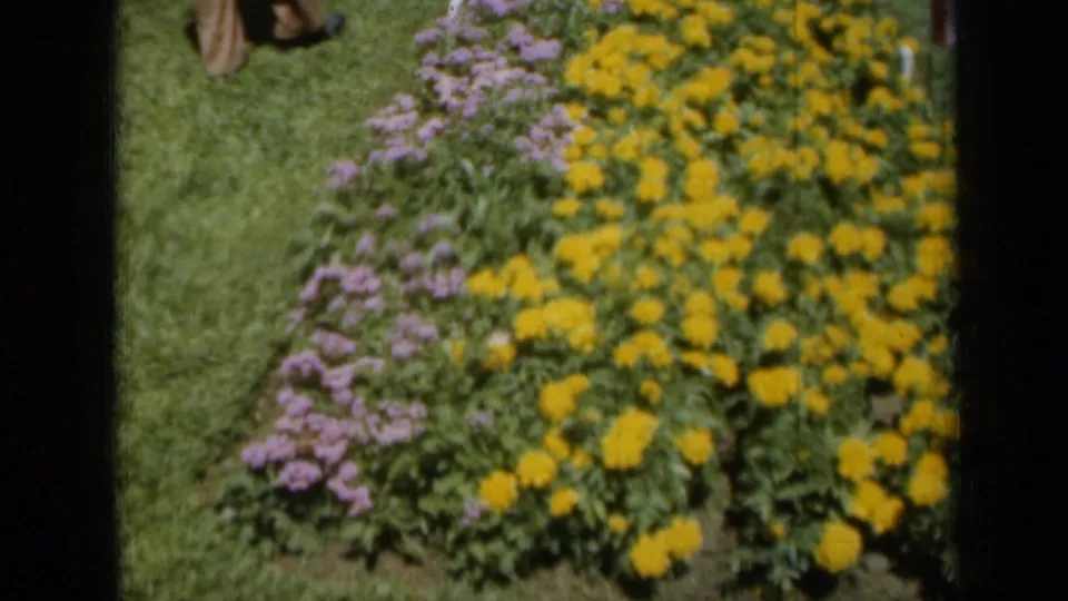 1961 Missouri garden frame showing yellow and purple flowers near grass, with partial lower legs at the top edge.