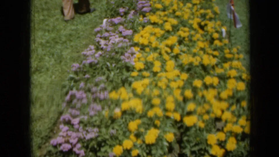 1961 Missouri 8mm frame of yellow and purple garden flowers, lawn, and a partly visible passerby near the top edge.