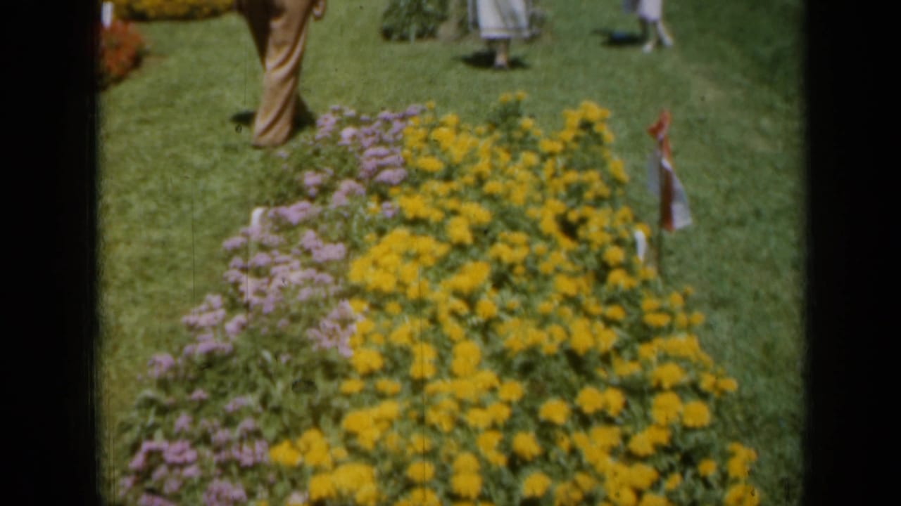1961 Missouri garden view with dense yellow blooms, purple flowers, clipped grass, and partly visible visitors in period clothing.