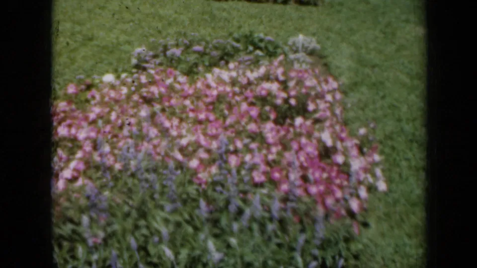 1961 Missouri 8mm frame focused on a pink and mixed flower bed set against a green manicured lawn.