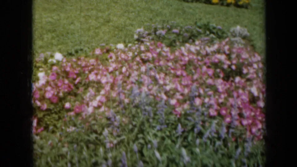 1961 Missouri home-movie frame showing a low view over pink and purple flowers with lawn beyond.