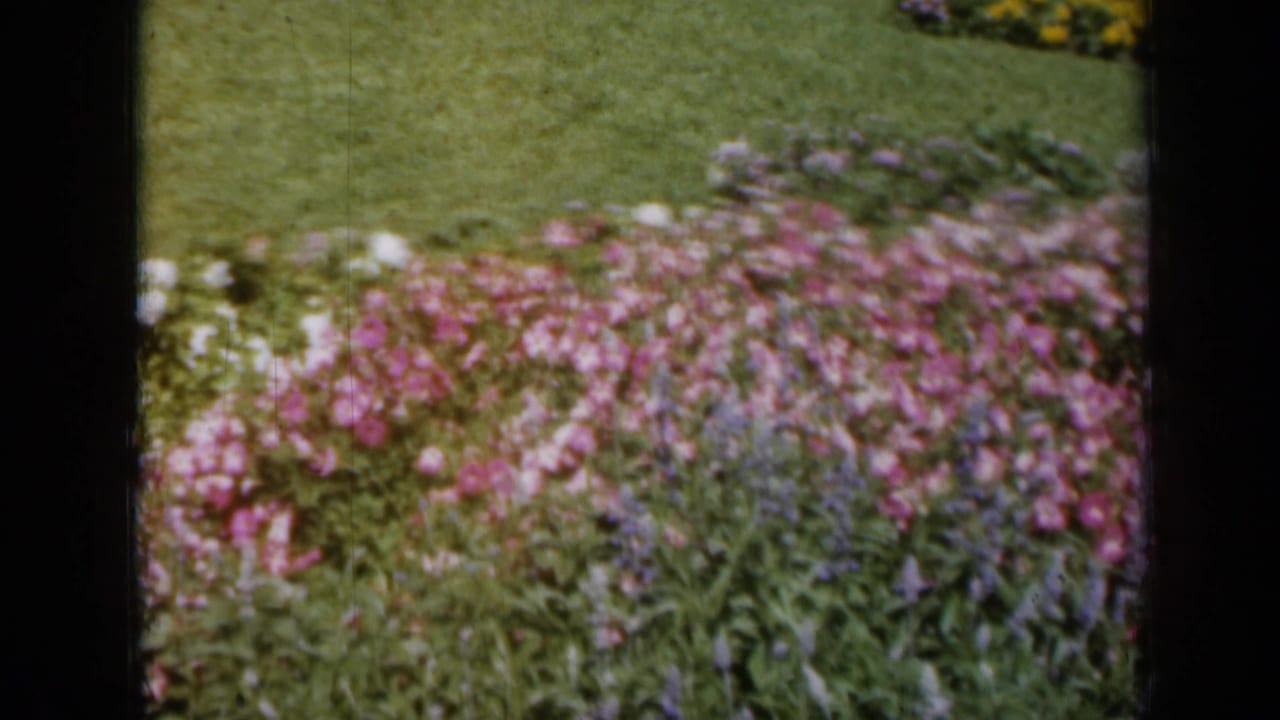 Pink and purple flowers in a garden bed beside a green lawn, seen through dark vertical edges.