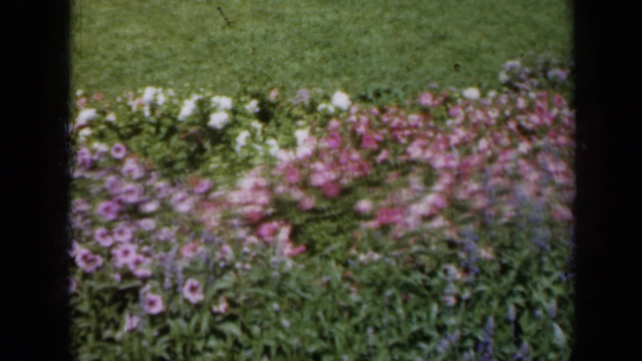 1961 Missouri home-movie frame of mixed garden flowers and lawn, with a dark central vertical edge partially blocking the view.