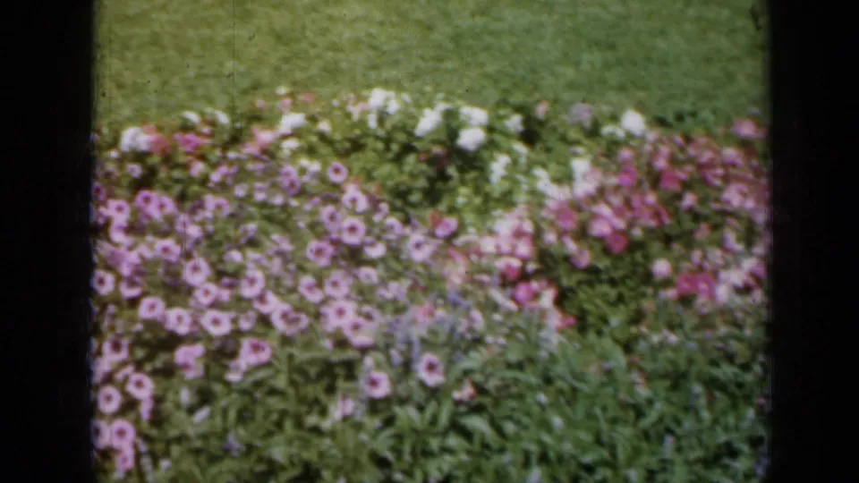 1961 Missouri 8mm frame showing a closer portion of the flower bed, with purple blooms, pink blossoms, green leaves, and lawn in the background.