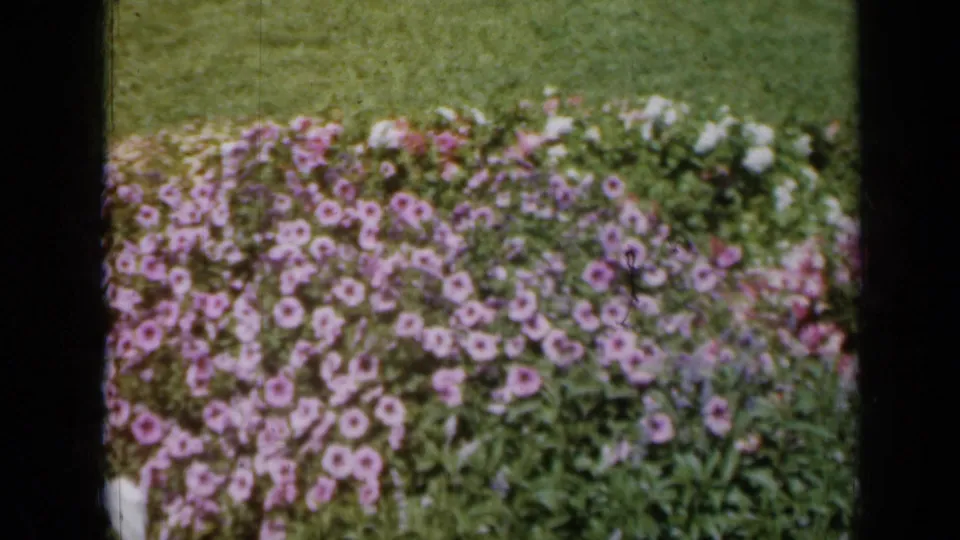 1961 Missouri garden frame with many purple flowers in the foreground, green foliage, white blossoms, lawn, and dark frame edges from the filming position.