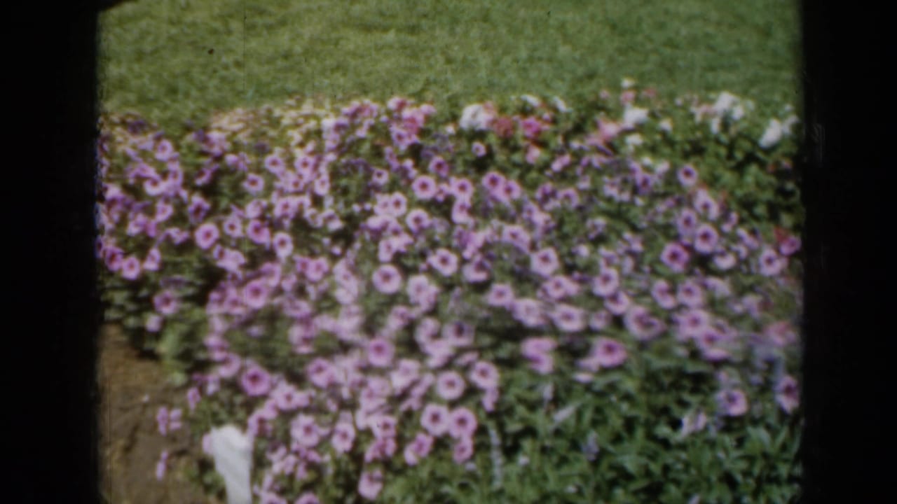 Purple and pink flowerbed beside a green lawn with a white bloom near the lower edge.