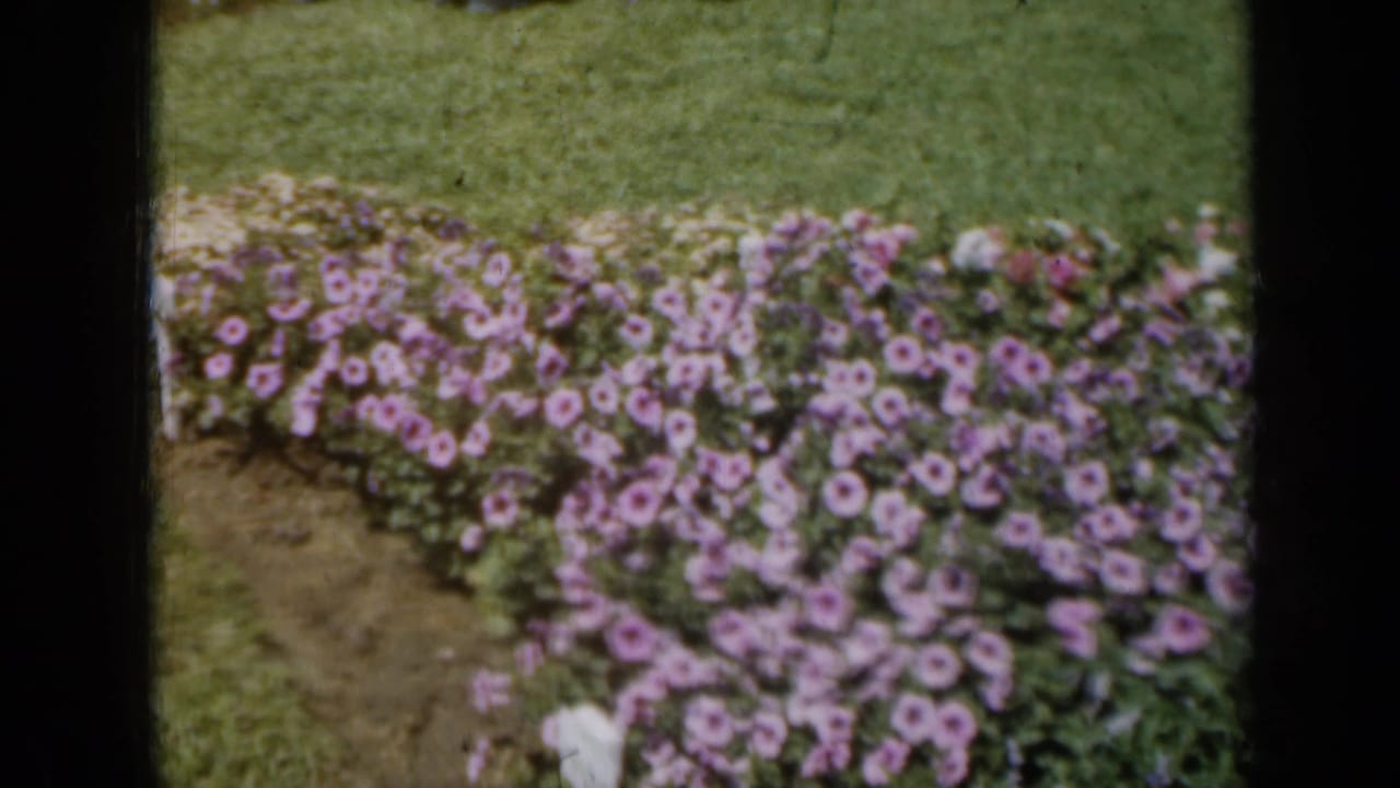 Curving bed of purple flowers bordered by grass and a small white bloom in front.