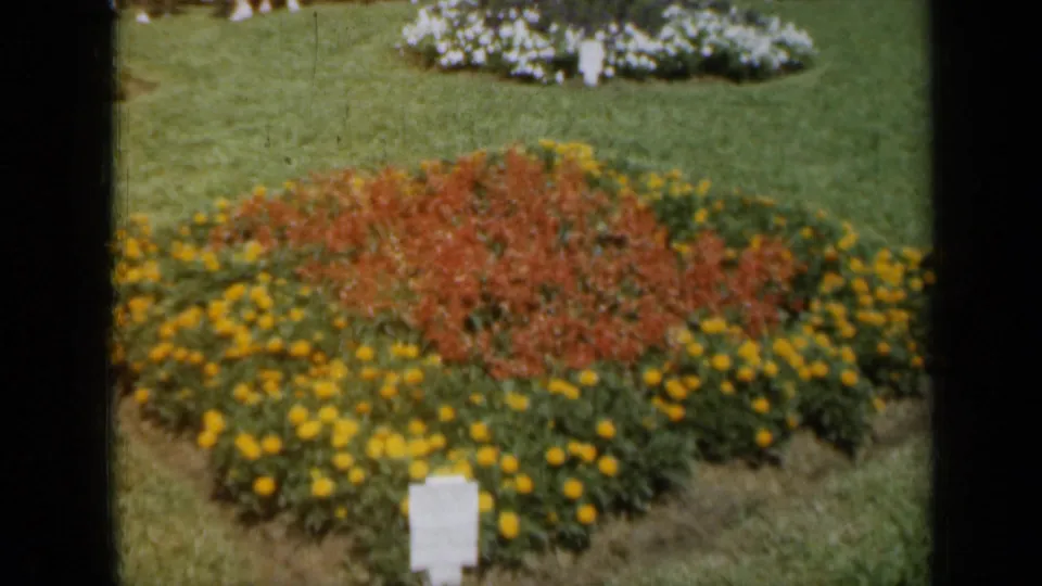 1961 Missouri 8mm frame showing a circular garden bed with yellow marigold-like flowers around red central blooms.