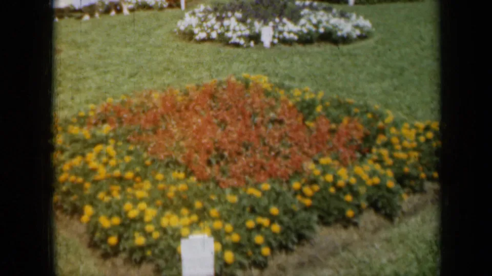 1961 Missouri garden frame with yellow flowers encircling red blooms, a white flowerbed behind, and visible 8mm grain.