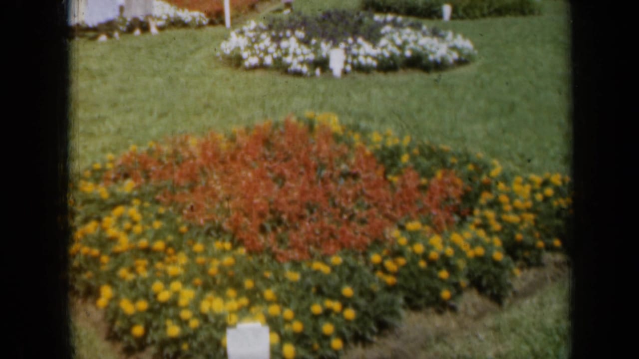 Formal flower bed with yellow border flowers, red-orange center blooms, lawn, and white flowers behind.