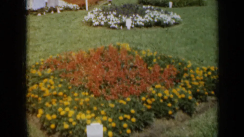 1961 Missouri 8mm frame showing a formal flower bed with yellow border flowers, red-orange blooms, lawn, and white flowers in the background.