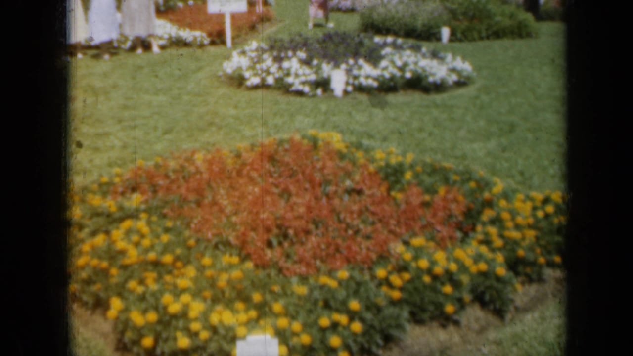 1961 Missouri garden view with yellow border flowers around red-orange blooms, a clipped lawn, plant marker, and white flowers behind.