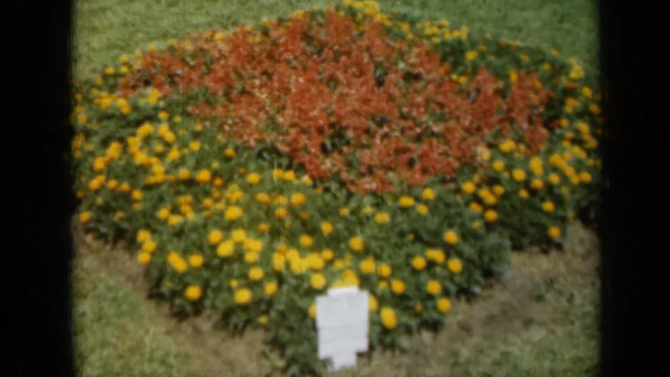Closer 1961 Missouri 8mm view of a formal flower bed with yellow blooms, red-orange center planting, grass, and a white marker.