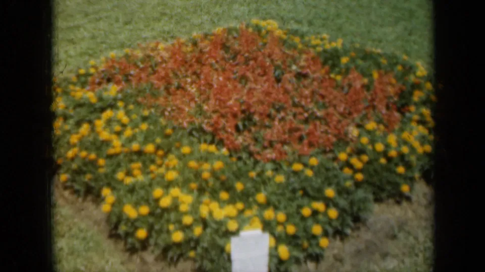 Close 1961 Missouri garden frame showing yellow flowers surrounding red-orange blooms, with lawn edges and a white plant marker visible.