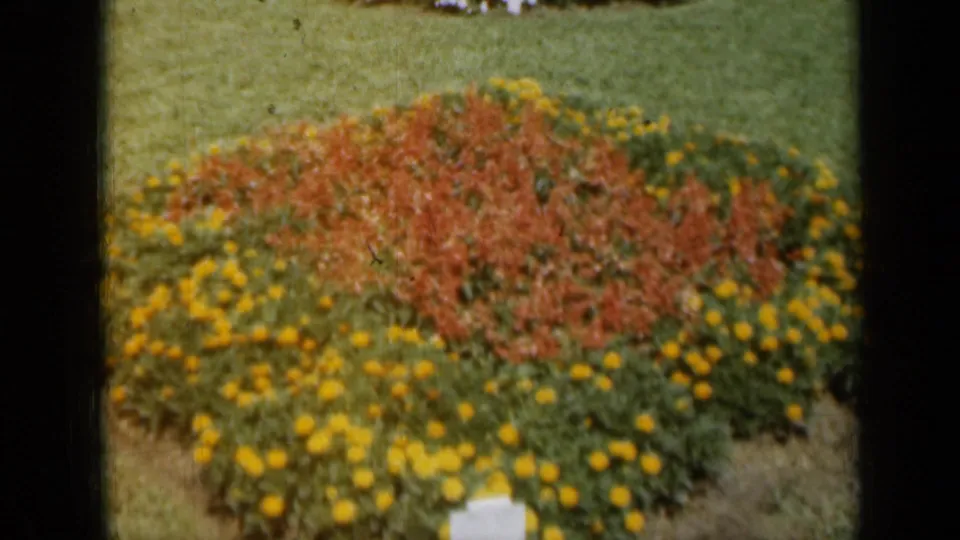 1961 Missouri 8mm frame showing a planted bed of red and yellow flowers with green lawn beyond.