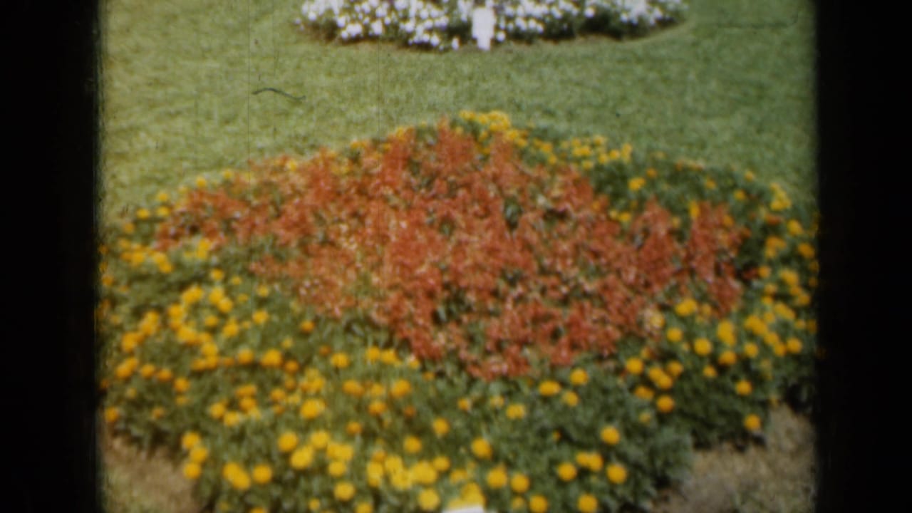 1961 Missouri garden footage frames a bright flower bed with yellow blossoms around a red planting area.