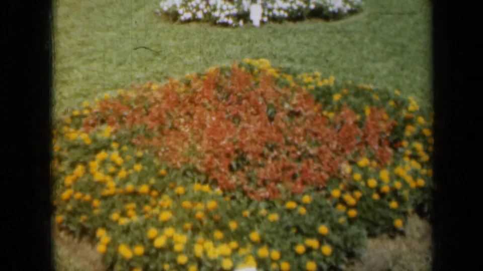 1961 Missouri garden footage frames a bright flower bed with yellow blossoms around a red planting area.