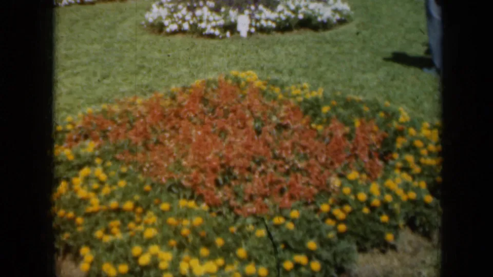 1961 Missouri 8mm frame of red and yellow garden flowers, with part of a visitor entering at the edge.