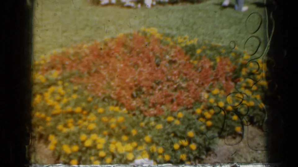 1961 Missouri garden frame with colorful flower beds, visible film wear, and a softly exposed home-movie look.