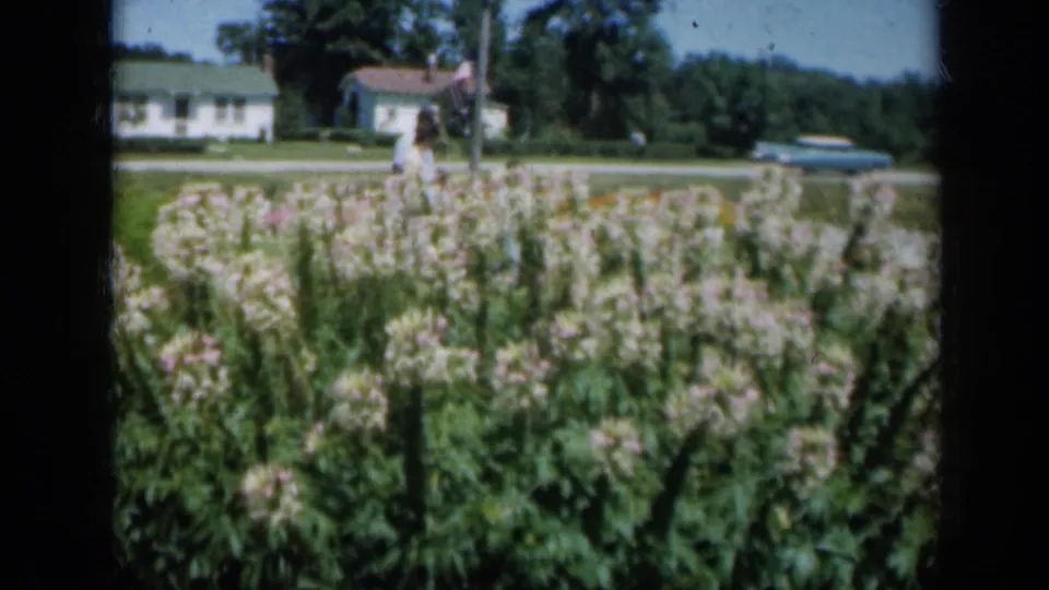 Tall garden flowers fill the foreground while houses and a light-colored car sit beyond the roadside garden.