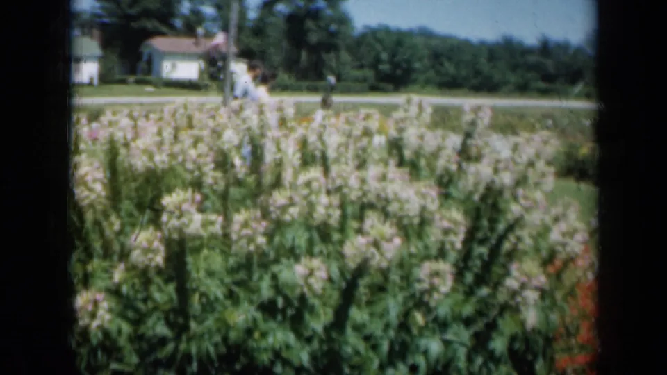 A person walks through dense flower beds in a Missouri residential garden scene from 1961 home-movie footage.