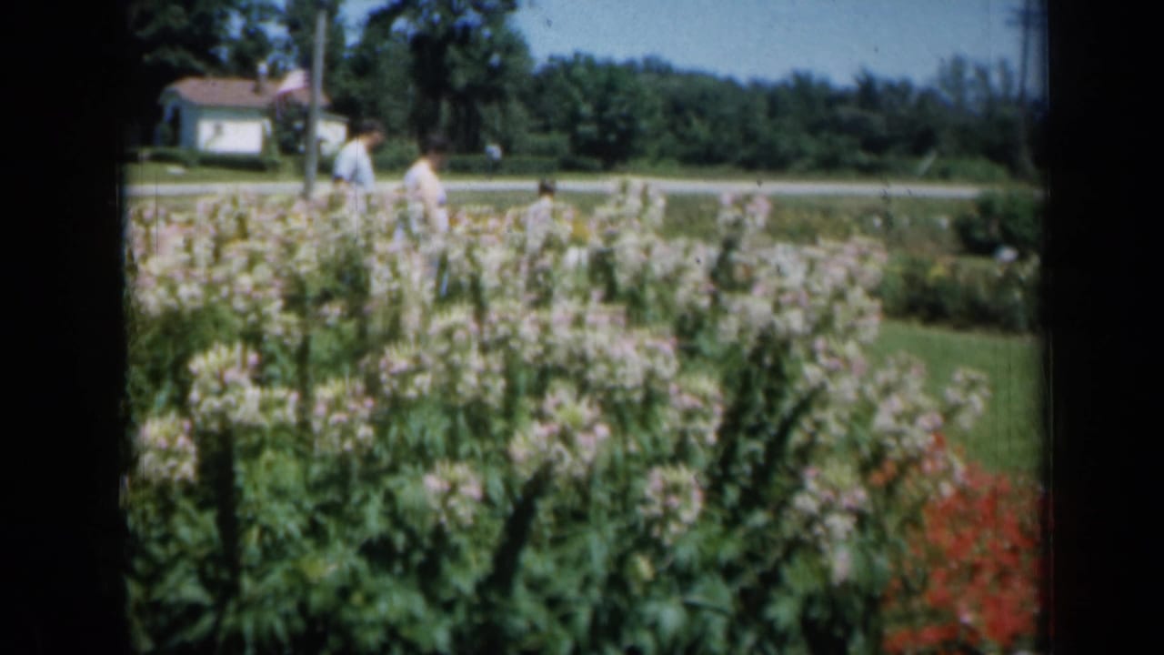 Two adults walking beyond rows of pale flowers in a formal garden.
