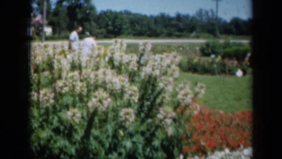 1961 Missouri garden view with adults in the background, pale flowers in front, and red plantings along the right edge.