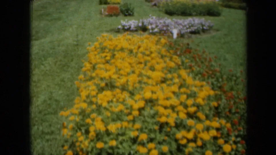 1961 Missouri 8mm view looking over a dense yellow flower bed toward trimmed grass and additional formal plantings.