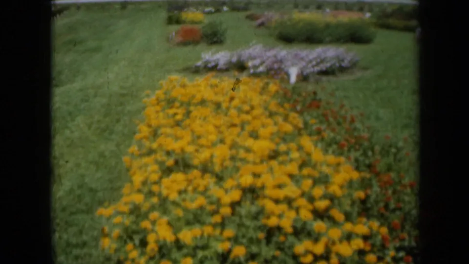 1961 Missouri garden frame with yellow flowers close to the camera and neatly arranged beds across a green lawn.