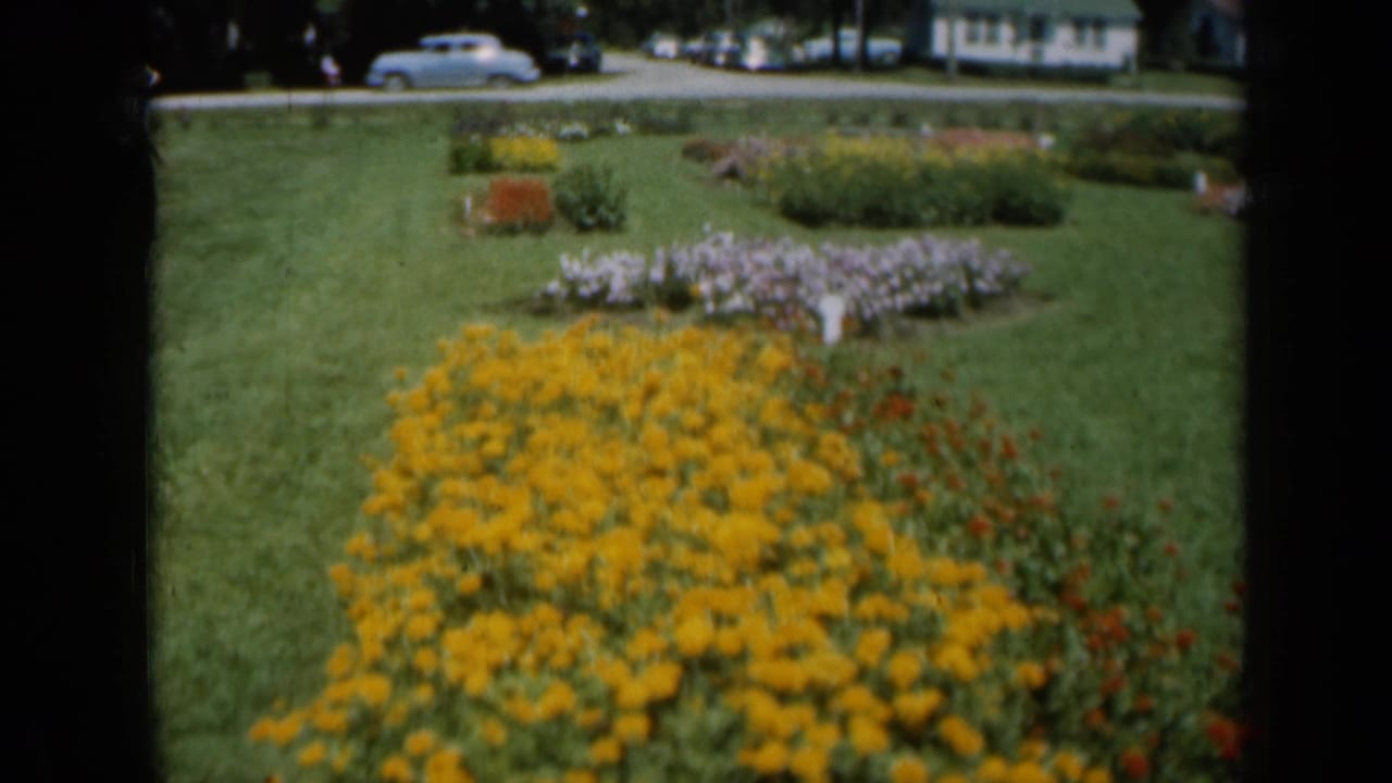 1961 Missouri home-movie frame showing bright yellow and purple flower beds on a lawn, with modest houses and parked cars in the background.