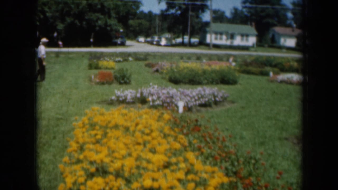 1961 Missouri garden display with yellow and purple flower beds, a distant visitor, parked cars, houses, and trees beyond the lawn.